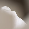 orchidée