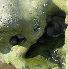 marée (entrez)